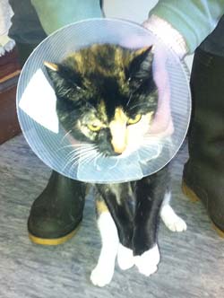Olive the cat after treatment