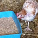 Ex-Battery Hens lookiong for new homes
