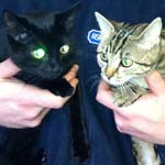 Young Cats Ellie and Marie found abandoned outside the RSPCA centre at Spital, Chesterfield
