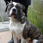 This adorable chap is Jack and he has been in NEDDC's kennels for a long time after being picked up by the dog wardens.
