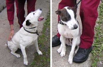 Bert and Ernie will be put to sleep today if they're not re-homed or placed in a rescue centre
