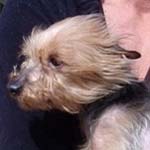 Can you give this little Yorkie a home?