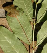 The appeal is part of a national alert over ash dieback disease, caused by the fungus chalara fraxinea, a serious threat to Peak District ash woodlands