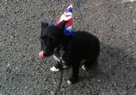 Even animals have taken part too with Shadow wearing her very own tribute to Her Majesty at yesterday's Whit Walk.