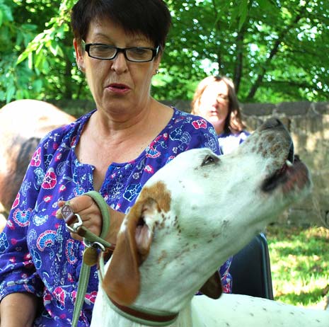 Frankie the Pointer belts out the hymns at yesterday's Special Service at All Saints Church in Ashover with his owner Ruth Francis