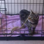 'Hope' the kitten is now looking for a new home after being tied up