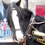 Shire horse Ben and his cart, who regularly stand outside Marks and Spencer on the High Street.