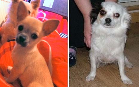 Police Appeal After Dogs Are Stolen From Chesterfield Home